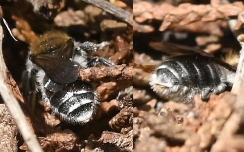 Osmia argyropyga